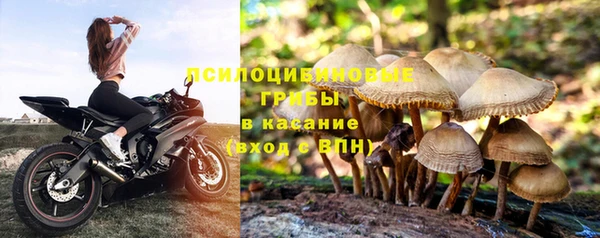 хмурый Осинники
